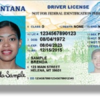 Montana Driver License